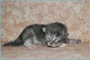 Male Siberian Kitten from Deedlebug Siberians